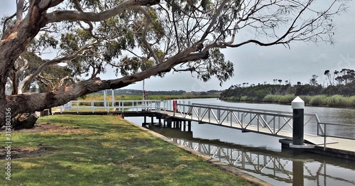 An old and gnarly eucalypt tree by the jetty on the Tarwin River in Tarwin Lower, a small riverside town in South Gippsland, Victoria,Australia