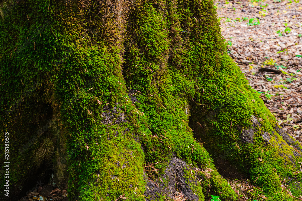 green moss on a tree branch close-up in the Caucasus mountains on the Lagonaki plateau in Adygea. Focusing on moss green moss on a tree branch close-up in the Caucasus mountains on the Lagonaki plateau in Adygea. Focusing on moss