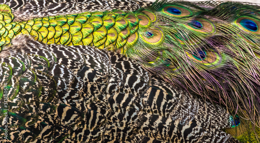 Fototapeta premium peacock