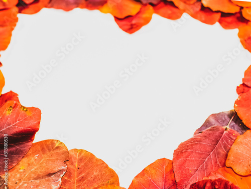 Autumn red leaflets of cotinus coggygria on a white background in the shape of heart. copyspace of autumn leaves.