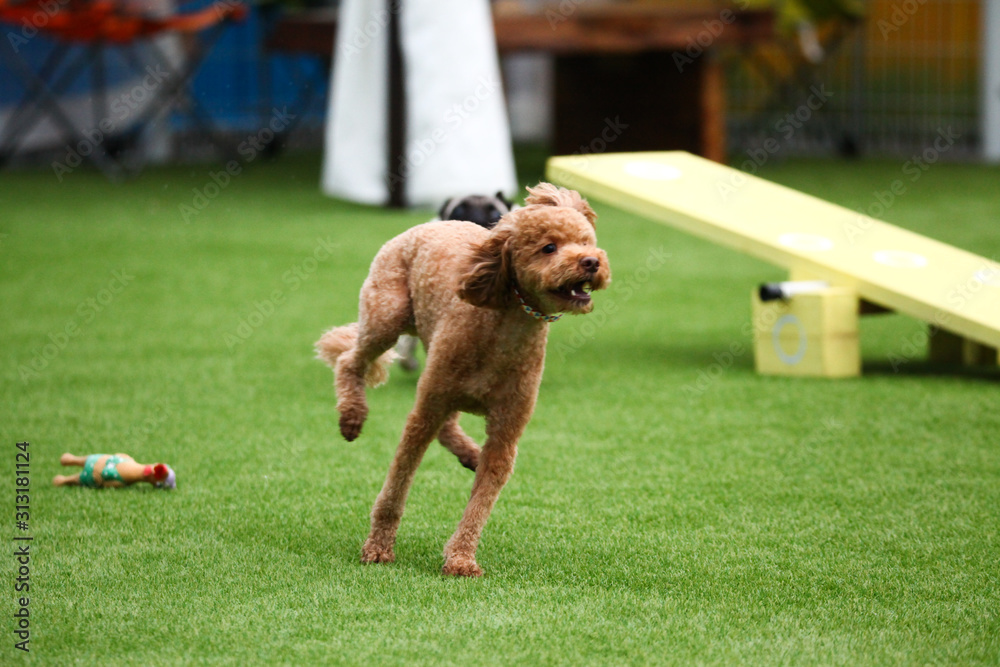 Happy puppies in a private playground Happy puppies in a private playground