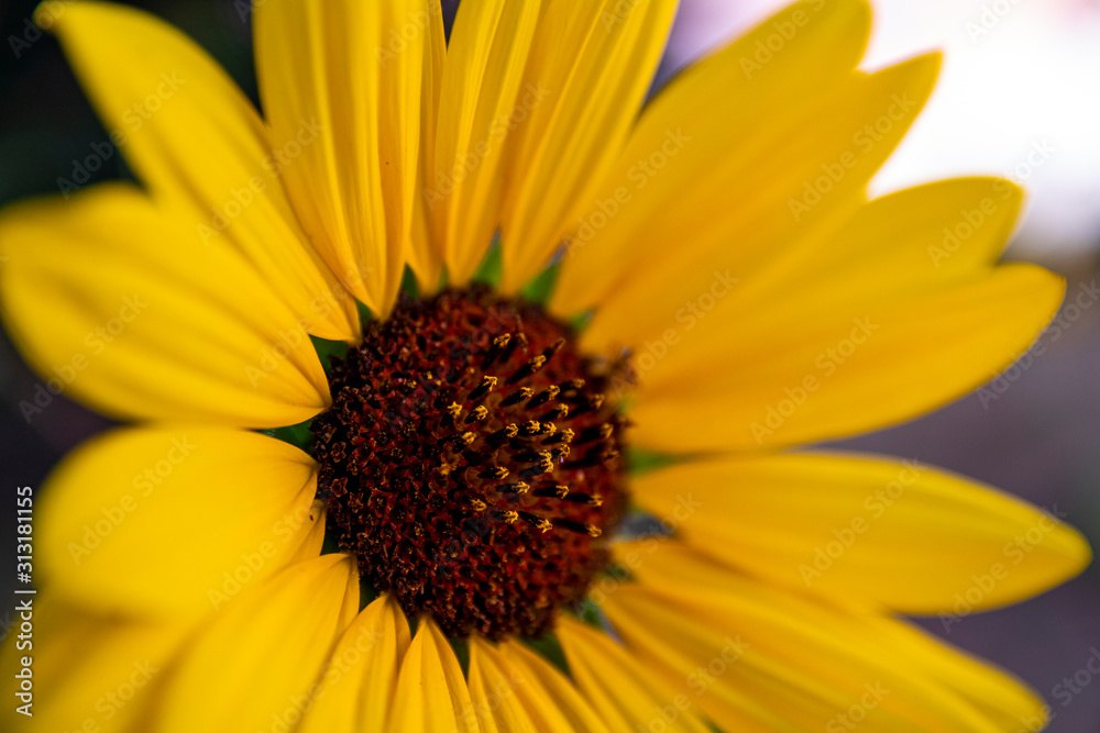 sunflower sunflower