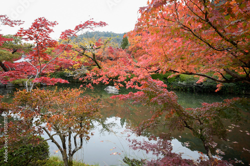Colorful fall color leaves in Eikando Zenrinji gardens in Kyoto, Japan