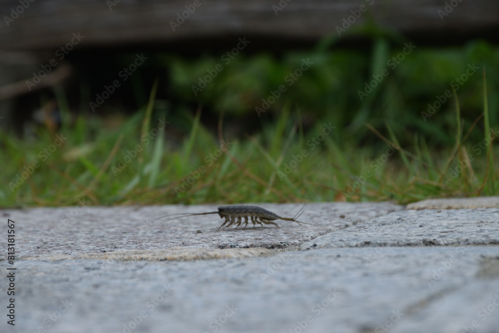 Fototapeta premium 昆虫