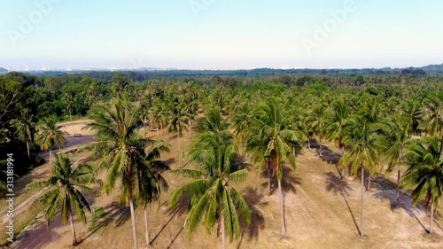 Wallpaper Mural Gentle fall into a lush, tropical palm tree grove. Torontodigital.ca