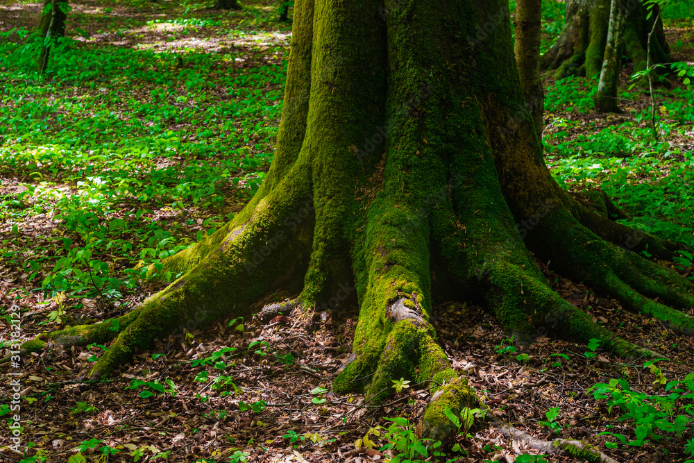 Obraz premium the roots and trunk of the tree covered with green wet close-up. In the Caucasus mountains