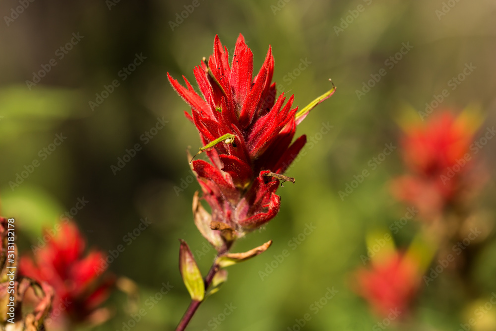 Obraz premium Red Indian Paintbrush