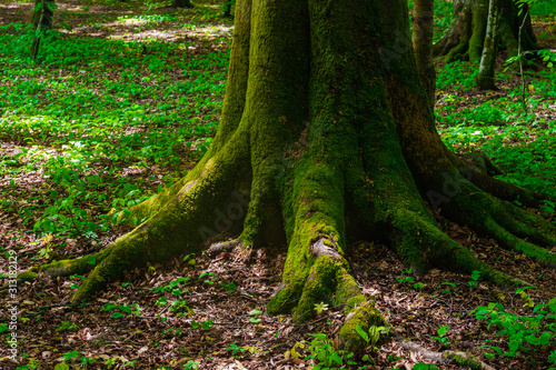the roots and trunk of the tree covered with green wet close-up. In the Caucasus mountains