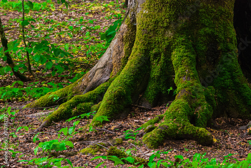 the roots and trunk of the tree covered with green wet close-up. In the Caucasus mountains