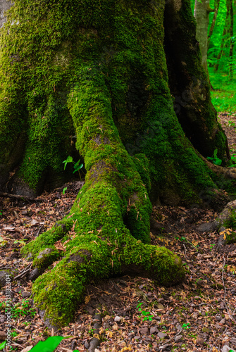 the roots and trunk of the tree covered with green wet close-up. In the Caucasus mountains