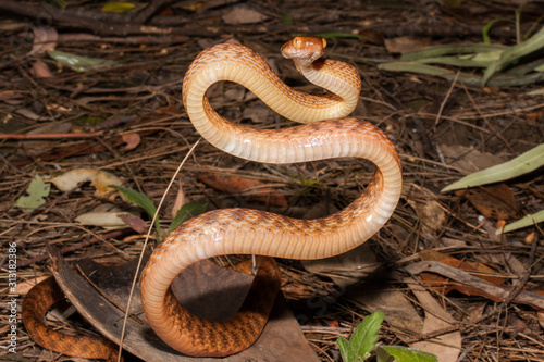 Brown Tree Snake in striking position
