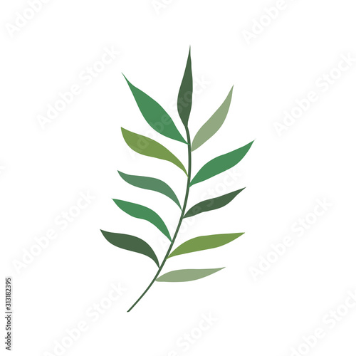 branch with leafs nature isolated icon vector illustration design