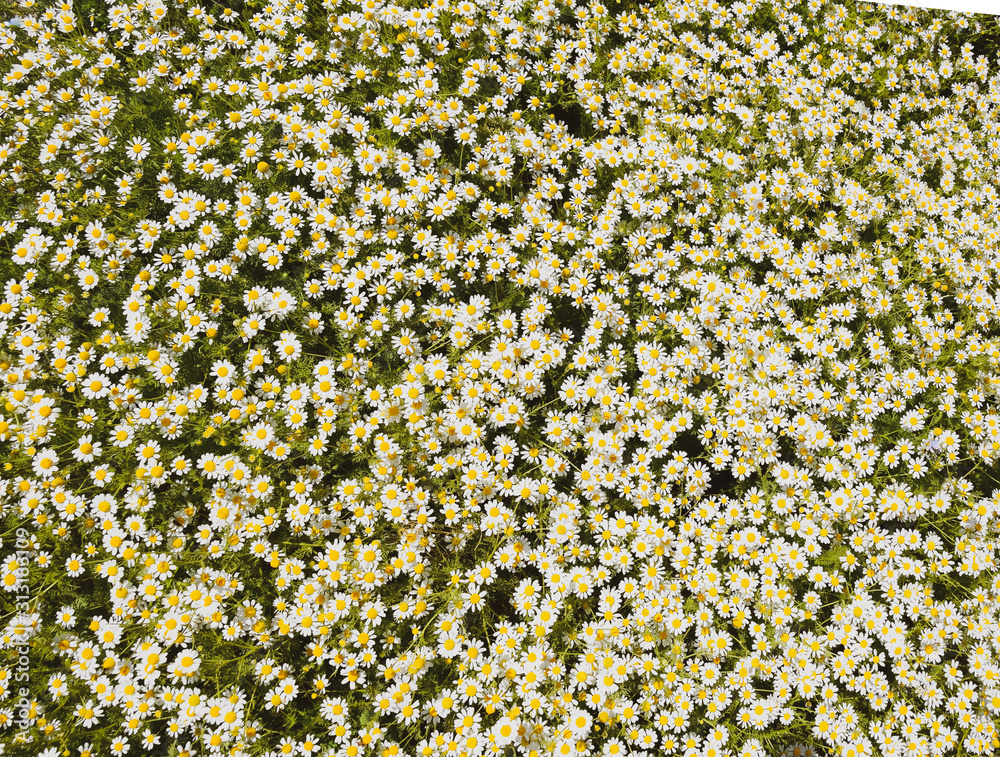 Chamomile flowers. Pharmaceutical camomile. Medicinal plant chamomile, flowering. Chamomile flowers. Pharmaceutical camomile. Medicinal plant chamomile, flowering.