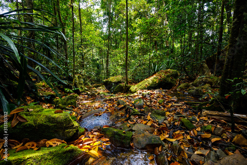 Stream in the Primary Rainforest of Masoala in Madagascar photo