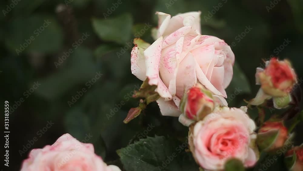 beautiful pink rose flower on green background beautiful pink rose flower on green background
