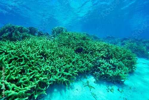 Fototapeta Naklejka Na Ścianę i Meble -  Coral forest