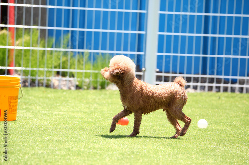 Happy puppies in a private playground