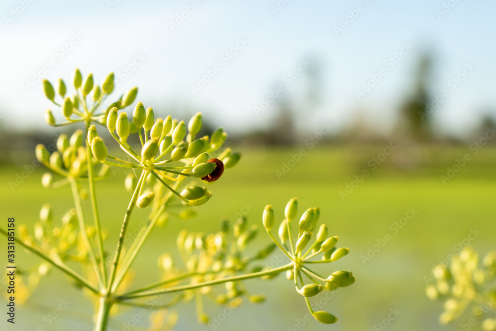 Small insects and flowers on a natural background. Small insects and flowers on a natural background.