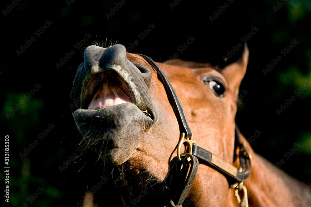 Obraz premium Swedish Race Horse 