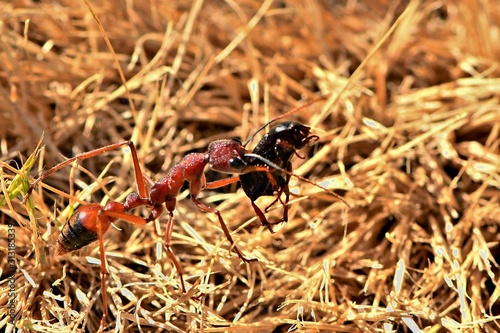 A bull ant, Myrmecia Nigriscapa, Australia's largest ant, carries a beetle it has captured and stung back to its next in a suburban lawn in Wonthaggi, South Gippsland, Victoria, Australia