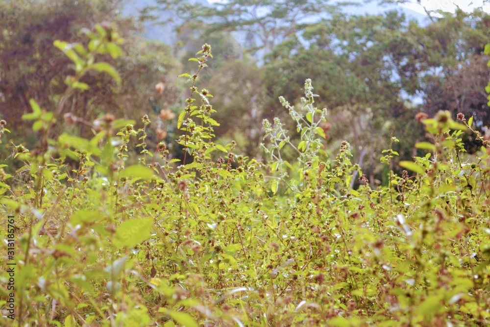 flowers on a background flowers on a background
