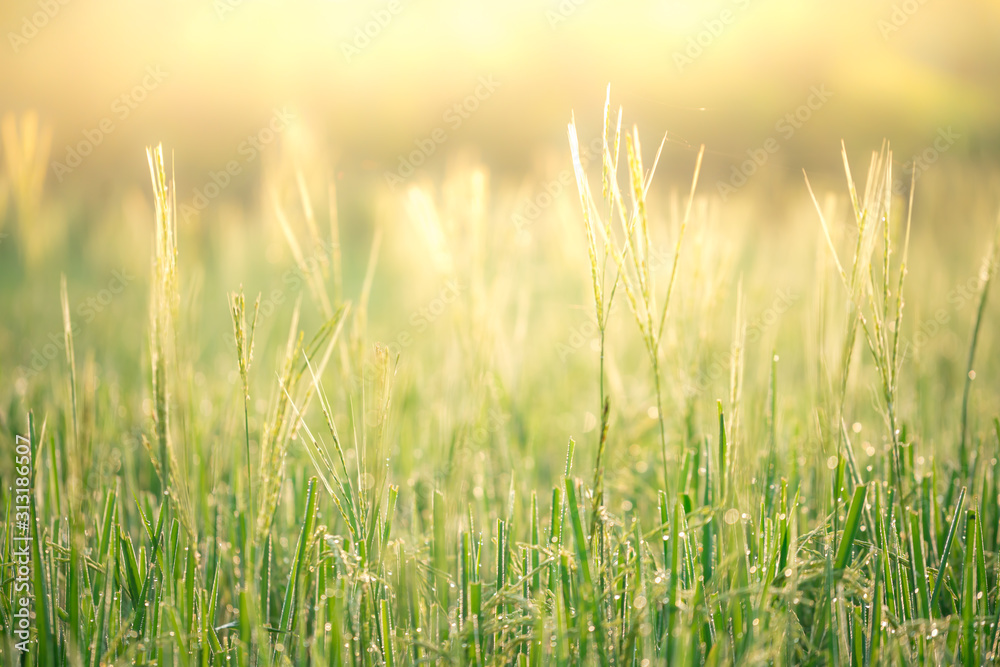 Rice farm,Rice field,Rice paddy, rice pants,Bokeh dew drops on the top of the rice fields in the morning sun,along with the rice fields that emphasize the soft background.