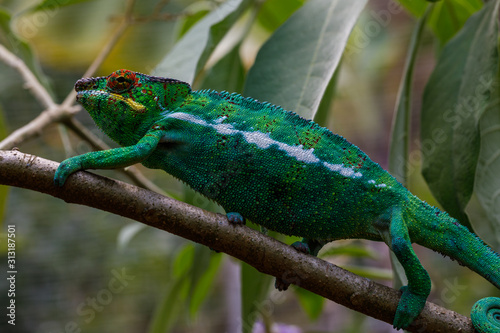 Panther Chameleon in Andasibe, Madagascar