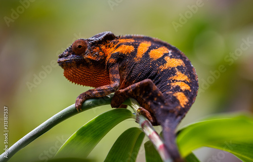 Orange Panther Chameleon at Andasibe in Madagascar photo