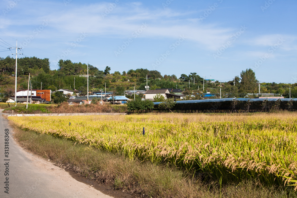 YeongCheon, South Korea Rice field near the sidewalk view YeongCheon, South Korea Rice field near the sidewalk view