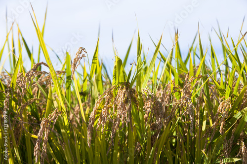 Close up rice on field in harvest season in south korea  photo