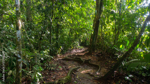 View of a muddy path through a forest in the Ecuadorian Amazon near the city of Nueva Loja