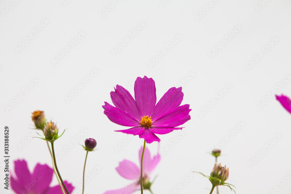 Pink cosmos flower in studio cut in decoration Pink cosmos flower in studio cut in decoration