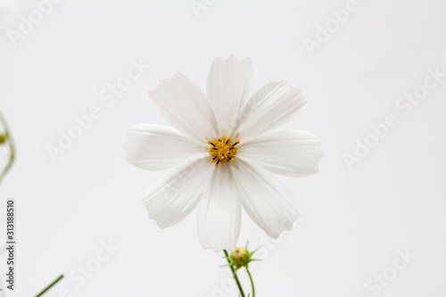 White cosmos flower in a studio decoration