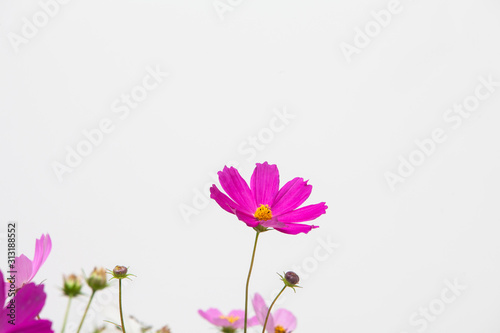  Pink cosmos flower in studio cut in decoration