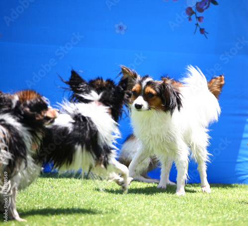 Happy puppies in a private playground