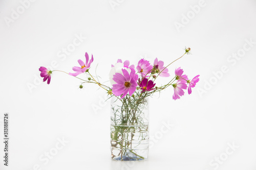 Beautiful bouquet of colorful cosmos flower 