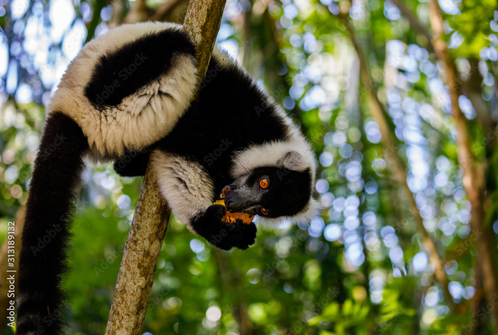 Obraz premium Mango eating wild Black and White Ruffed Lemur at Pangalanes in Madagascar