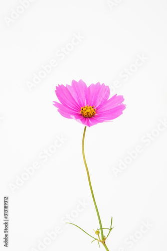 Isolated Pink cosmos flower on white