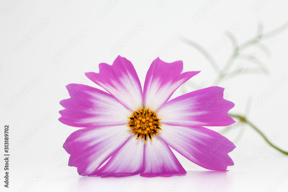 Studio Shot of Pink and white Cosmos Flower Isolated on White in deco