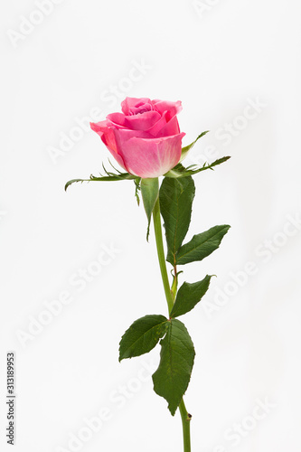 Studio shot of pink rose flower in deco