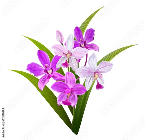 Pink orchid vector illustration
