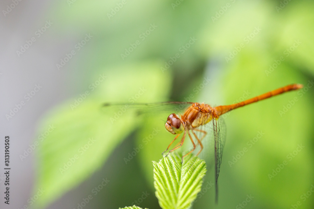 Closeup of a meadowhawk dragonfly Closeup of a meadowhawk dragonfly