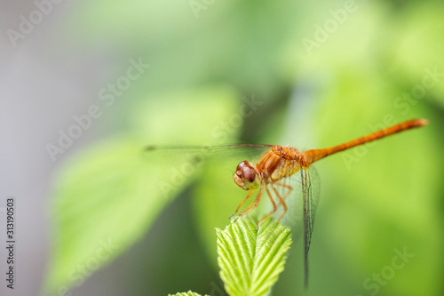 Closeup of a meadowhawk dragonfly