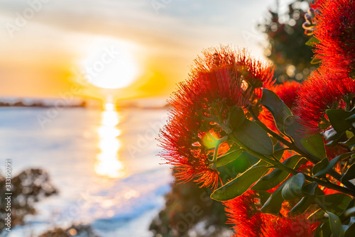 Sunrise shimmering over sea towards back-lit bright red pohutukawa flowers photo