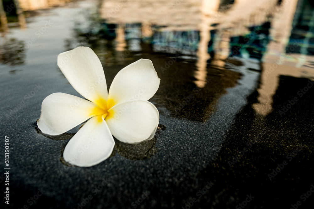 Close up of plumeria on swimming pool. Close up of plumeria on swimming pool.