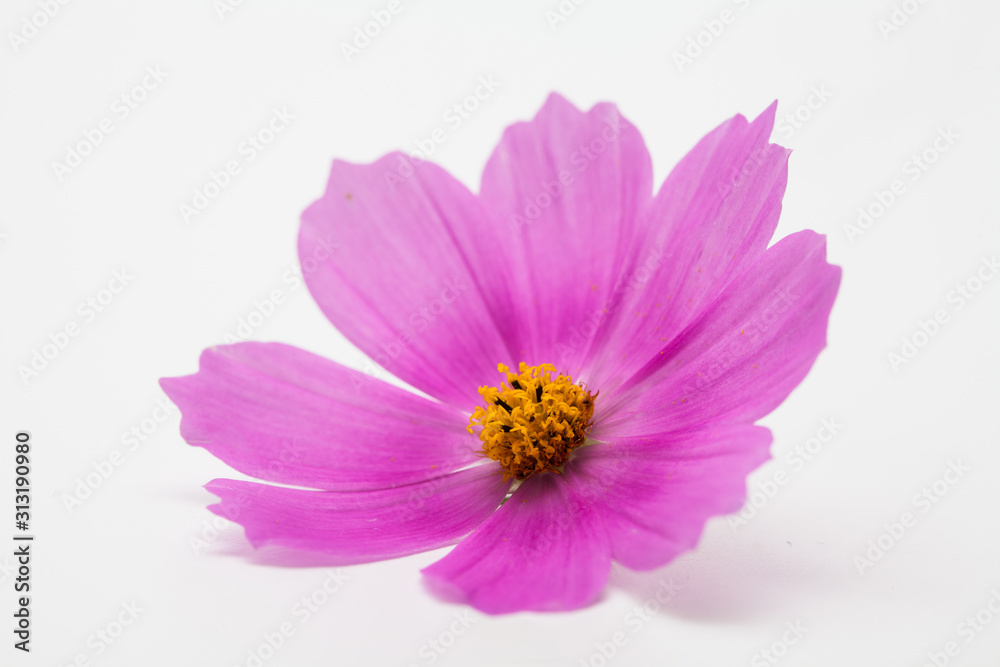 Beautiful pink cosmos flower isolated Beautiful pink cosmos flower isolated