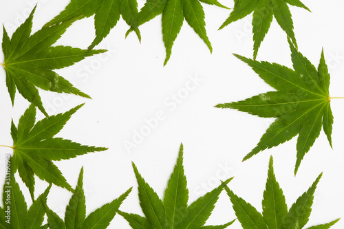 Green Maple leaves on white background 