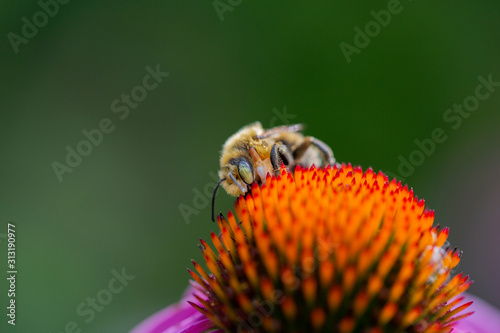 Closeup of a bee on a coneflower photo