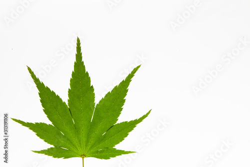 Translucent Light box view of green maple isolated