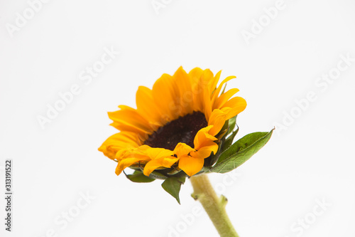 Fototapeta Naklejka Na Ścianę i Meble -  Beautiful sunflower with leaves isolated on white